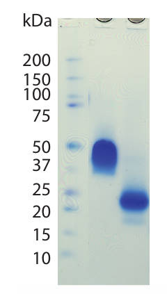 AVS Bio - Platelet Derived Growth Factor Βeta, Human