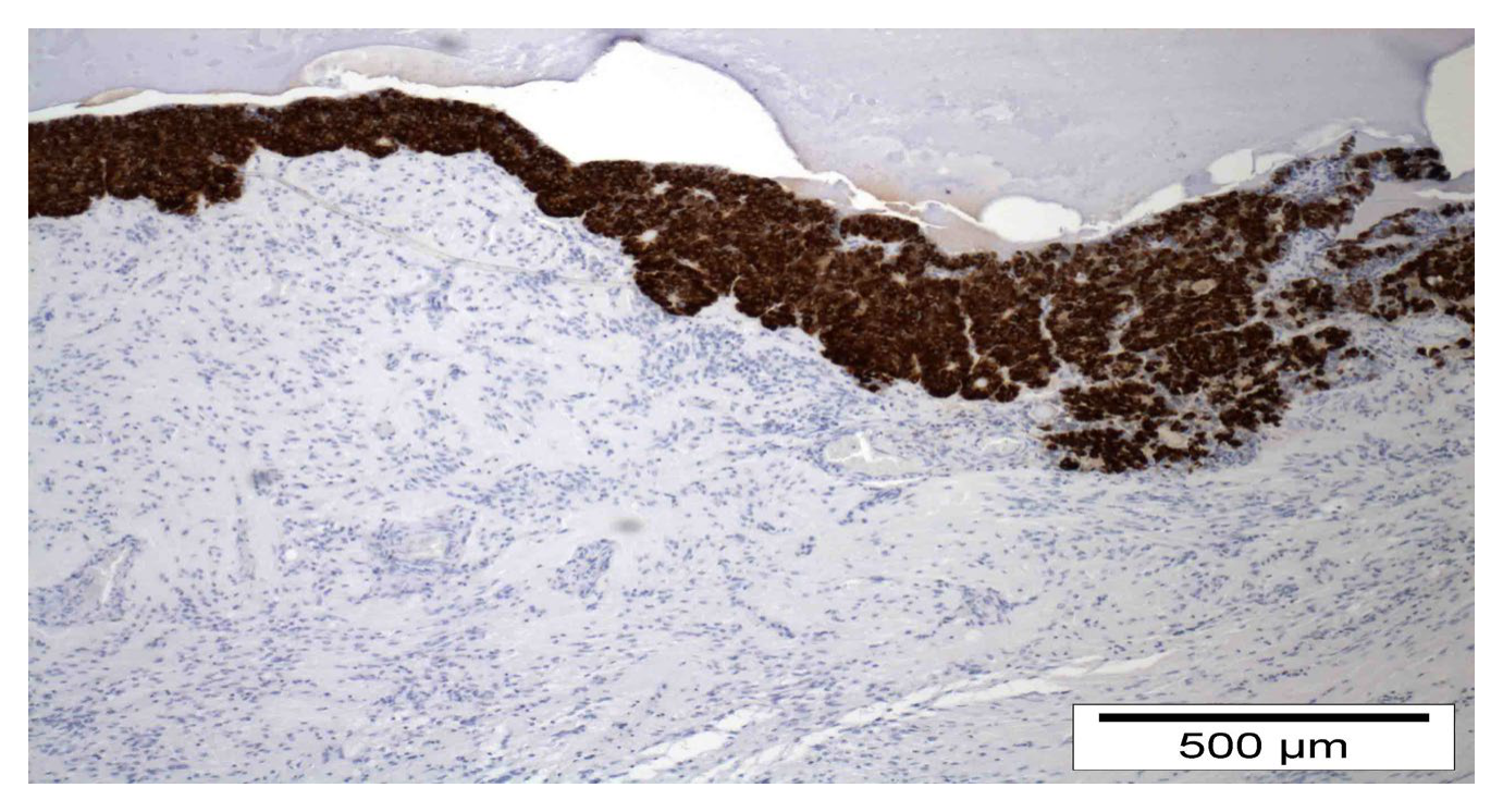 AVS Bio - mouse human ACTH (POMC) Antibody