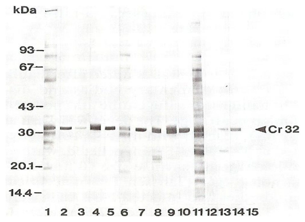 AVS Bio - mouse Cowdria ruminantium OMP (1E5H8) Antibody