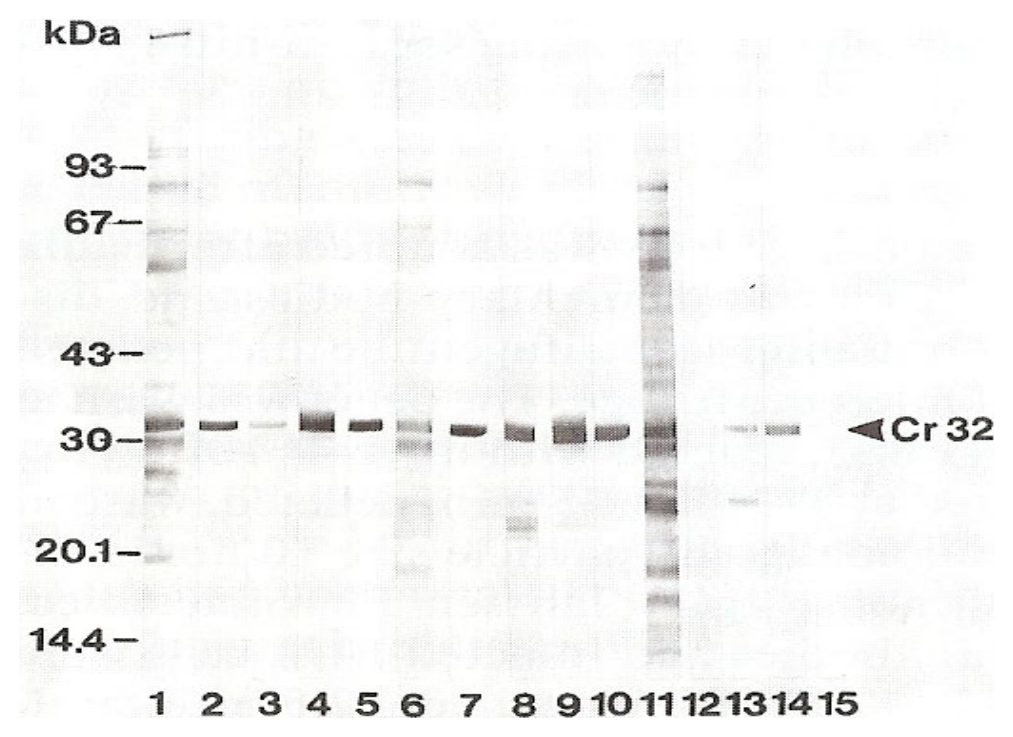 AVS Bio - mouse Cowdria ruminantium OMP (4F10B4) Antibody