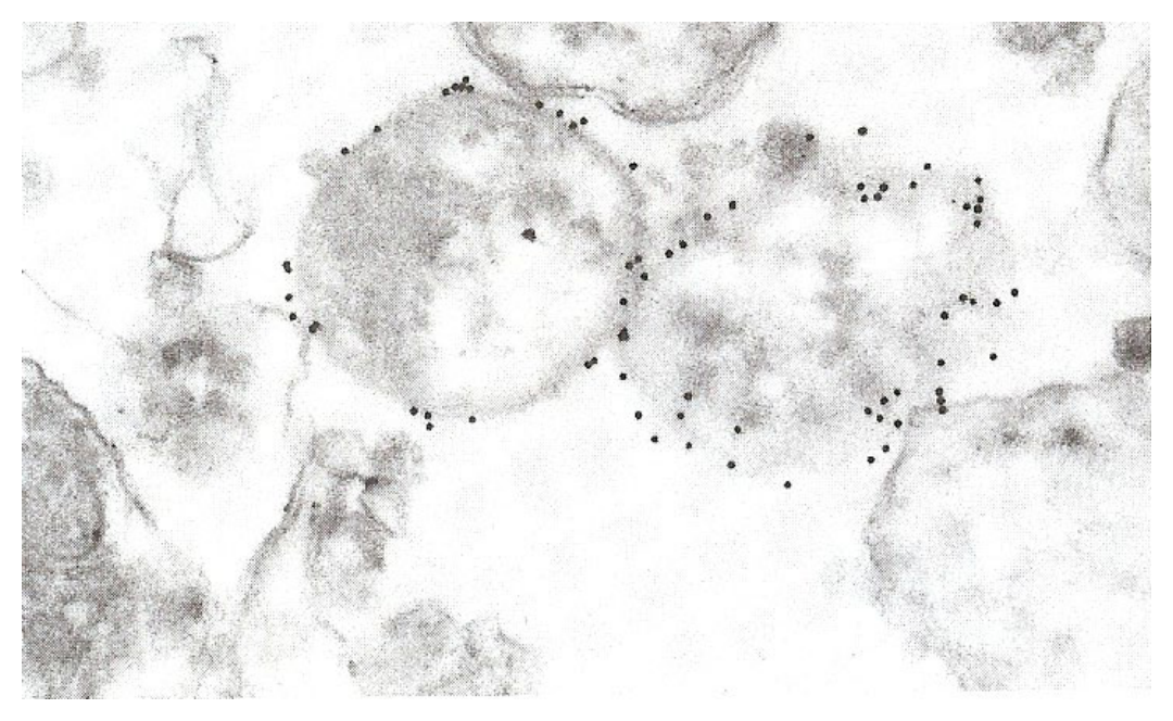 AVS Bio - mouse Cowdria ruminantium OMP (4F10B4) Antibody