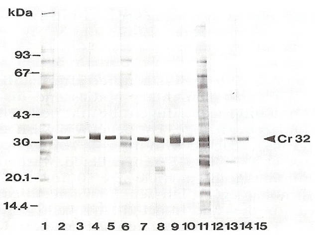 AVS Bio - mouse anti-Cowdria ruminantium OMP (4F10B4)