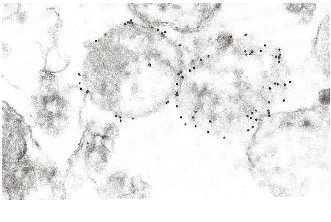 AVS Bio - mouse anti-Cowdria ruminantium OMP (4F10B4)