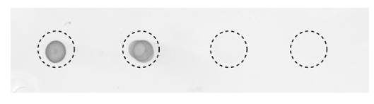 AVS Bio - mouse anti-human BCHE