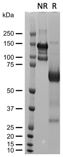 AVS Bio - mRSPO1-Fc