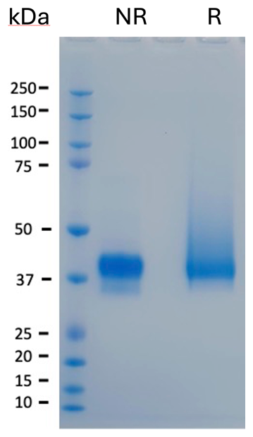 AVS Bio - hRSPO1-his