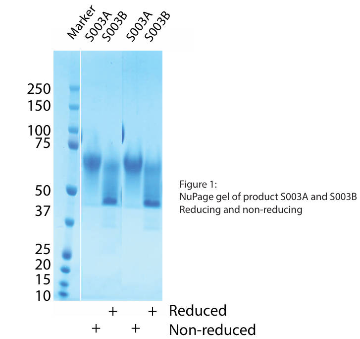AVS Bio - Syndecan-1-(His)C, Human, Recombinant, higher glycosylation than S003B