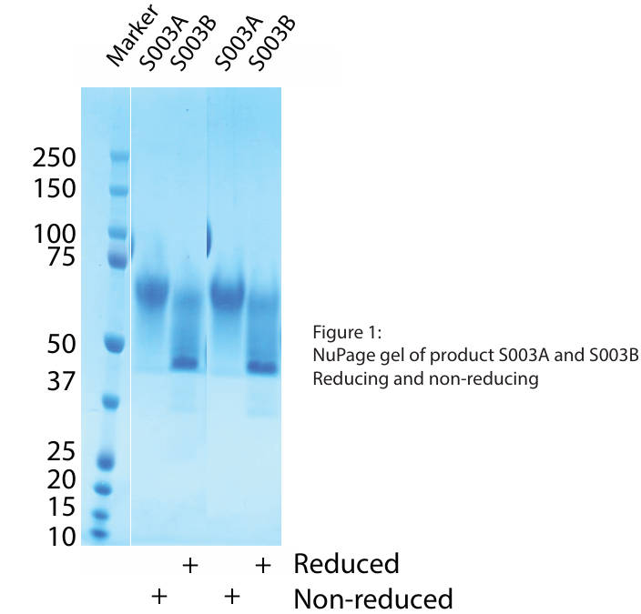 AVS Bio - Syndecan-1-(His)C, Human, Recombinant, lower glycosylation than S003A