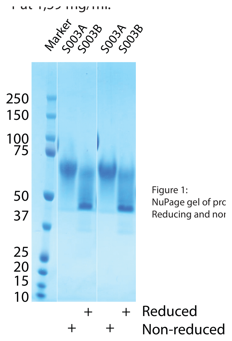 AVS Bio - Syndecan-1-(His)C, Human, Recombinant, lower glycosylation than S003A