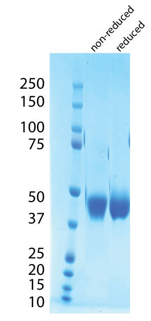 AVS Bio - TFPI-Alpha-(His)C, Human, Recombinant