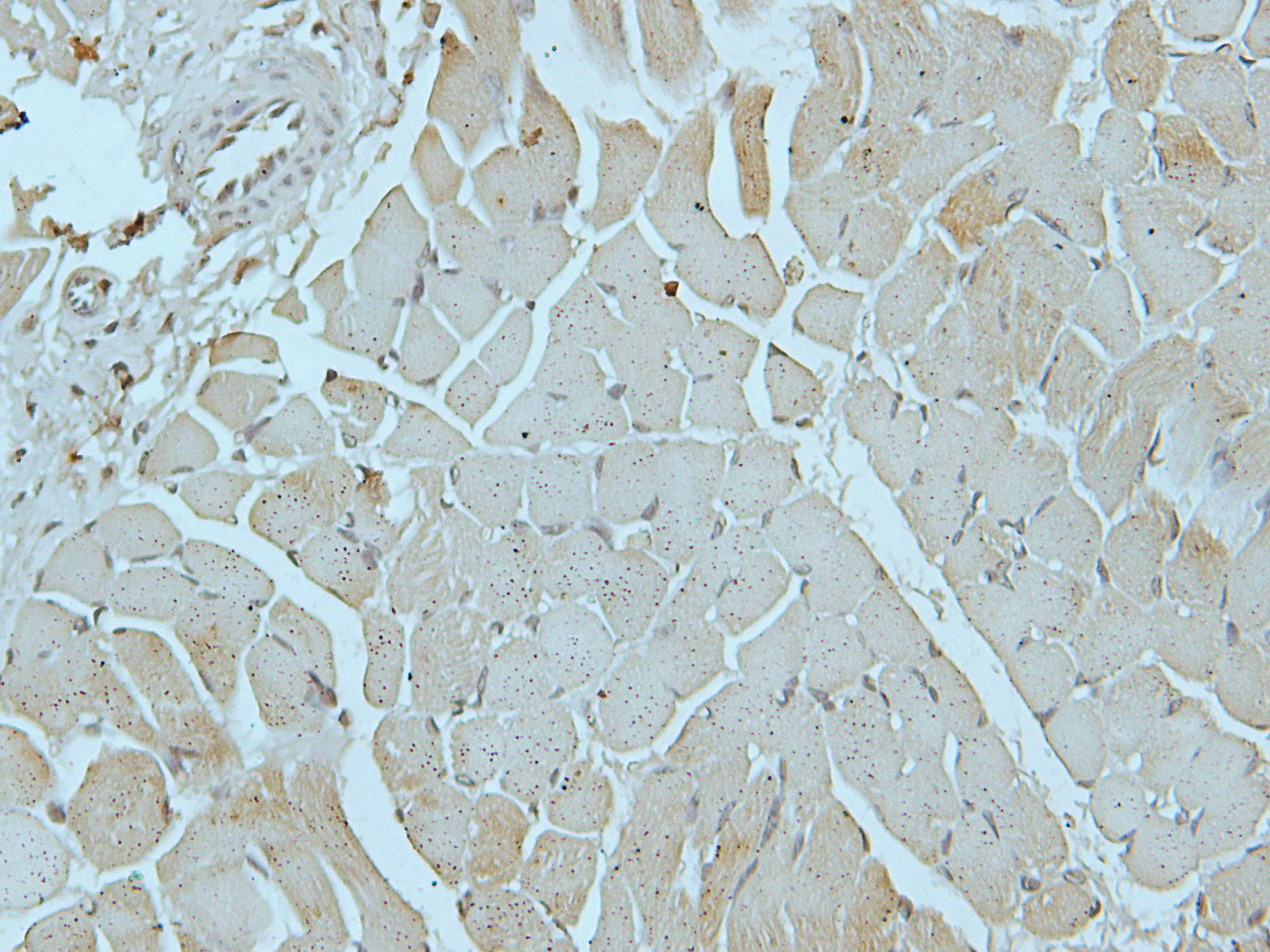 Alpha-actin-3 Rabbit Polyclonal Antibody