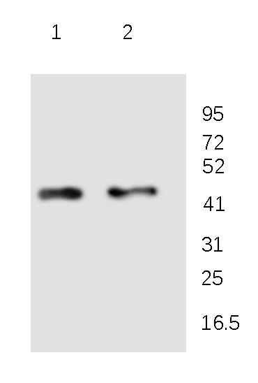 Alpha-actin-3 Rabbit Polyclonal Antibody