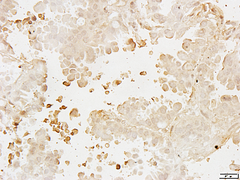 Cyclin G1 Rabbit Polyclonal Antibody