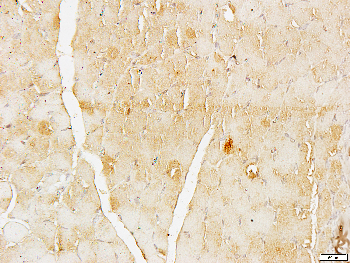 Cyclin G1 Rabbit Polyclonal Antibody
