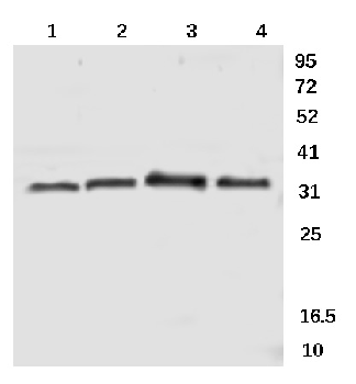 Cyclin G1 Rabbit Polyclonal Antibody