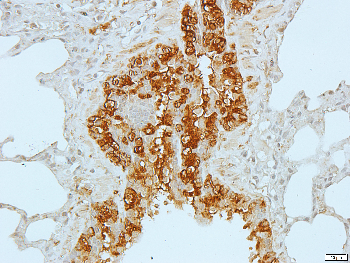 Creatine Kinase M Rabbit Polyclonal Antibody