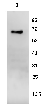 CstF-64 Rabbit Polyclonal Antibody