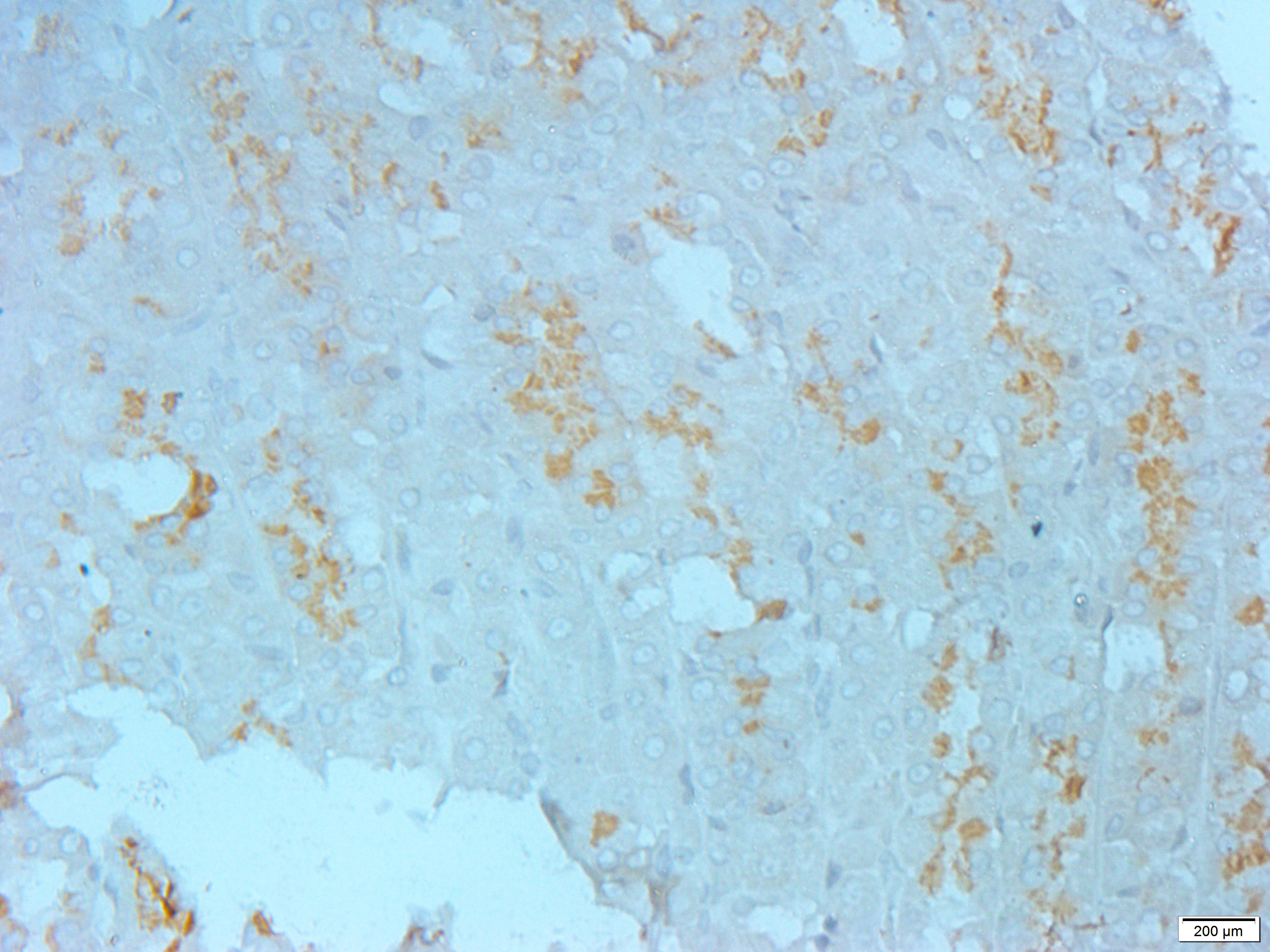 GADD153 Rabbit Polyclonal Antibody