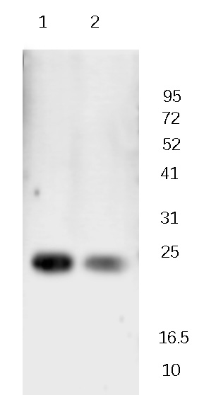 GADD153 Rabbit Polyclonal Antibody