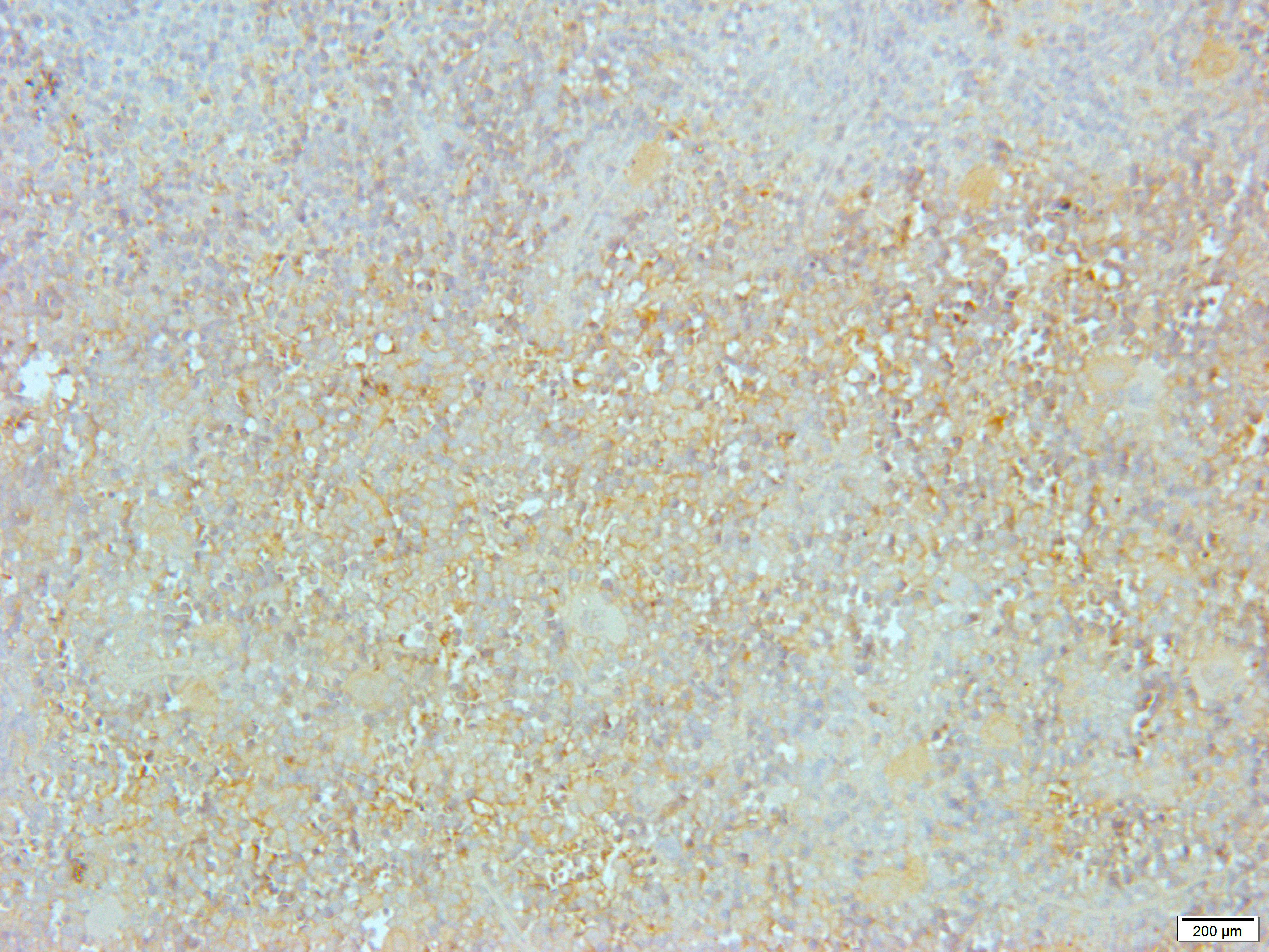 Neuregulin SMDF Rabbit Polyclonal Antibody