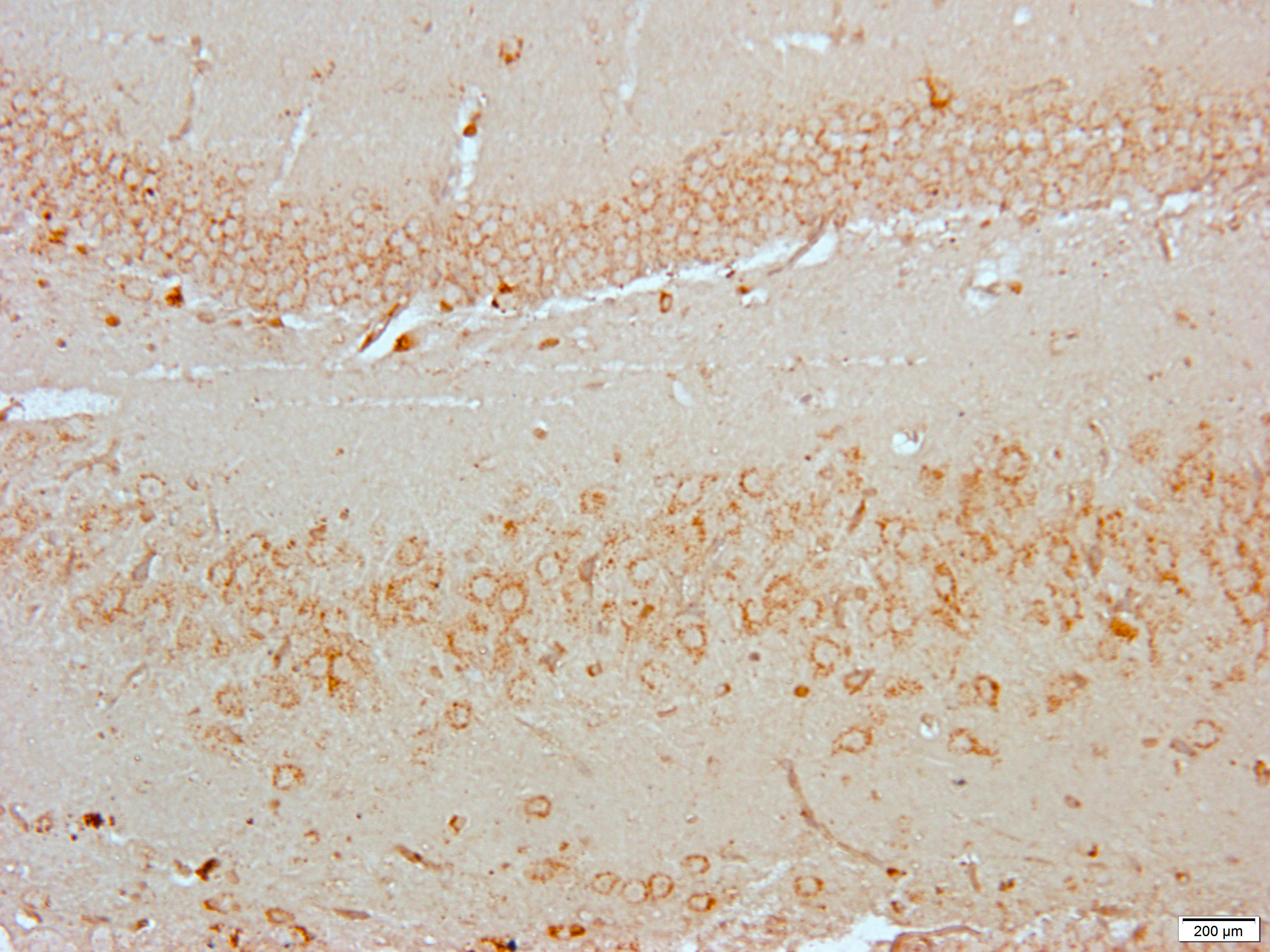 Neuregulin SMDF Rabbit Polyclonal Antibody