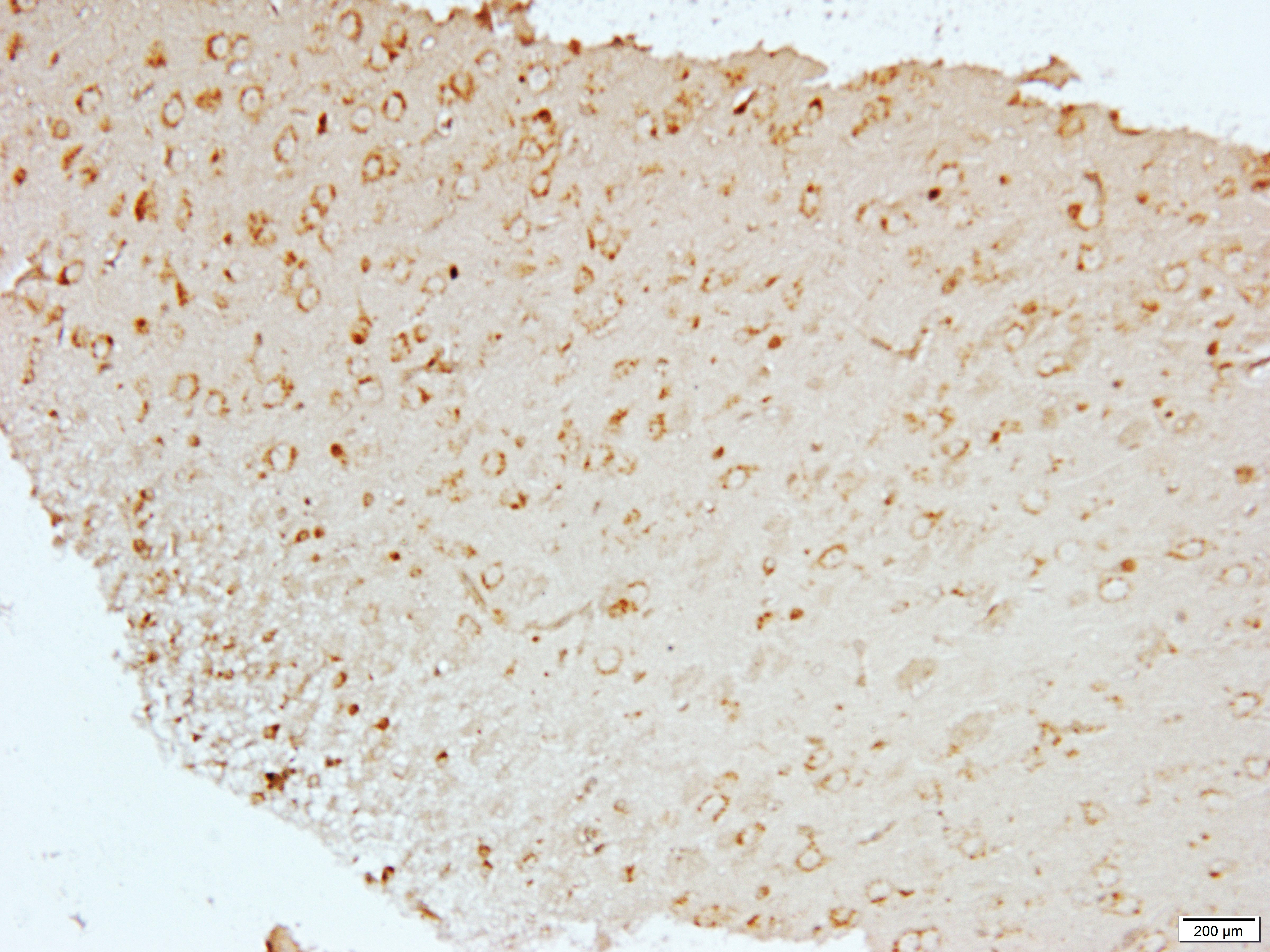 Neuregulin SMDF Rabbit Polyclonal Antibody