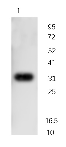 Neuregulin SMDF Rabbit Polyclonal Antibody