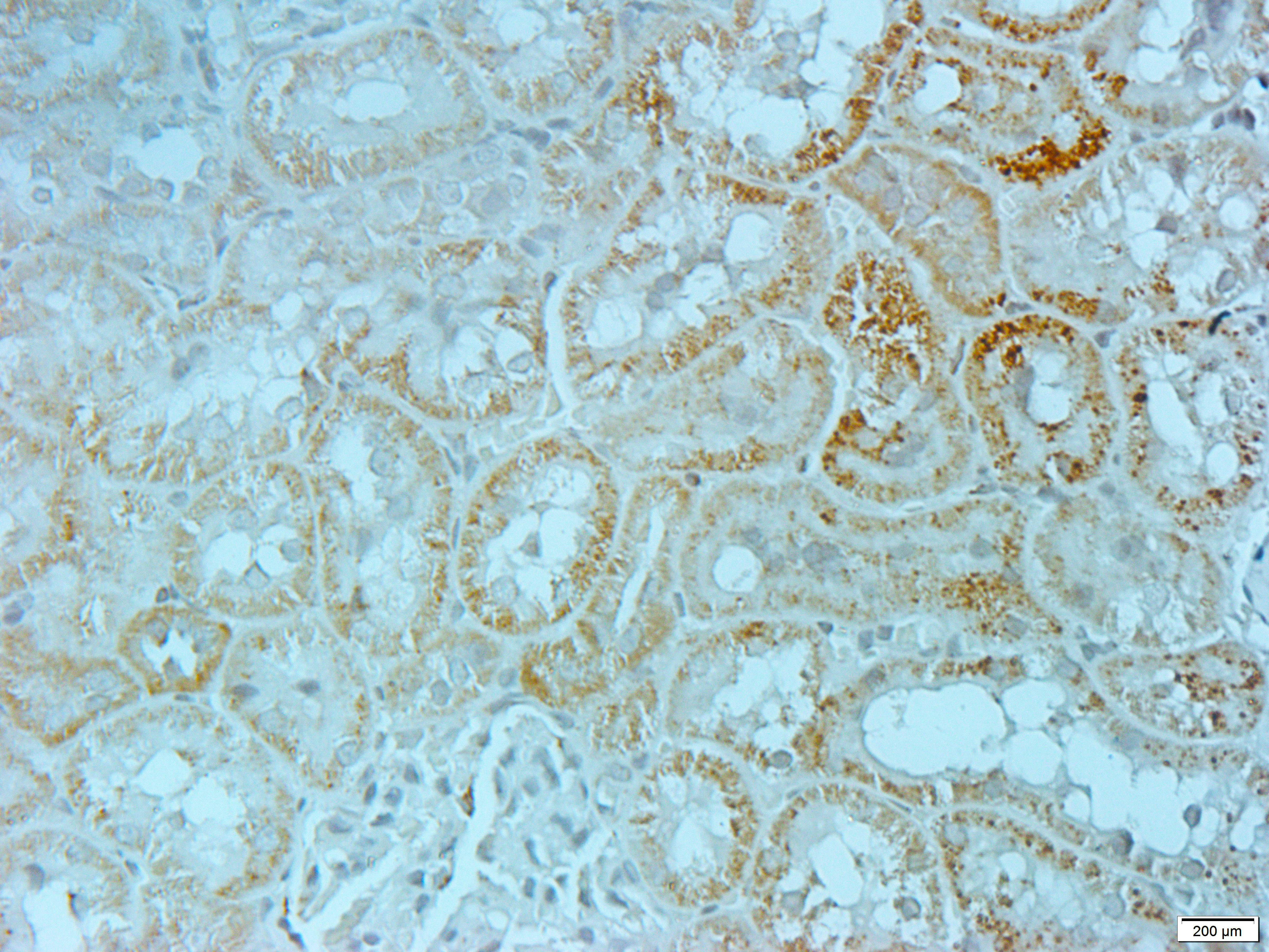 HSP60 Rabbit Polyclonal Antibody