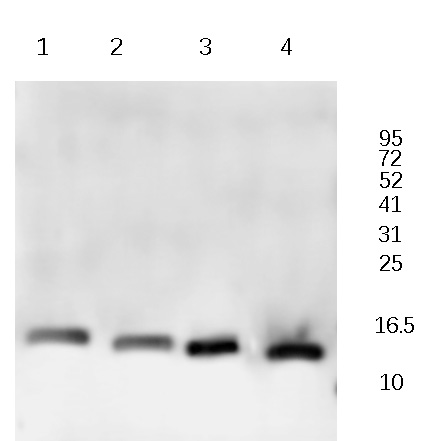 HSPE1 Rabbit Polyclonal Antibody