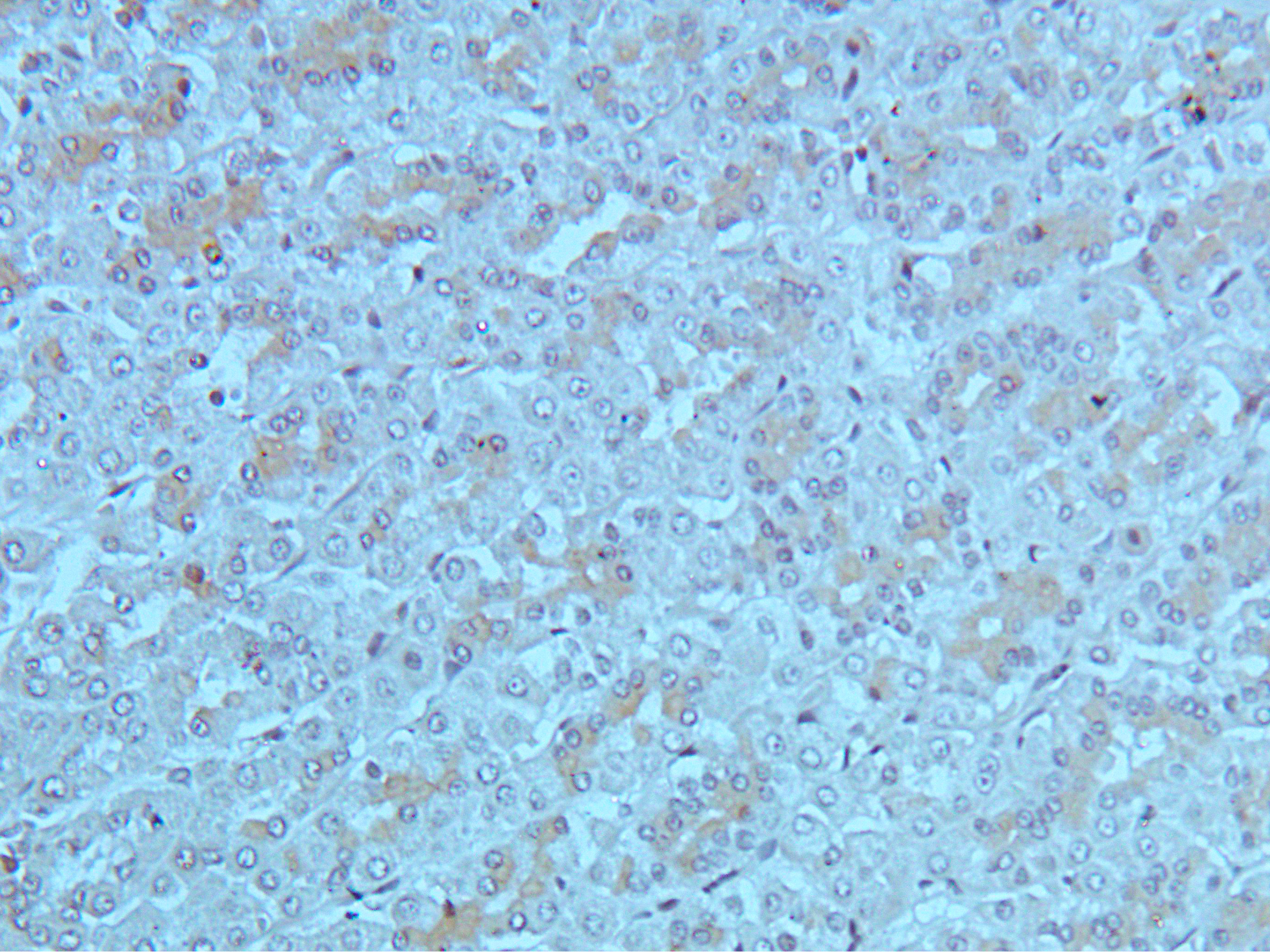 HSP40 Rabbit Polyclonal Antibody