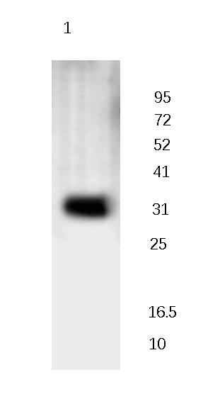 HSP40 Rabbit Polyclonal Antibody