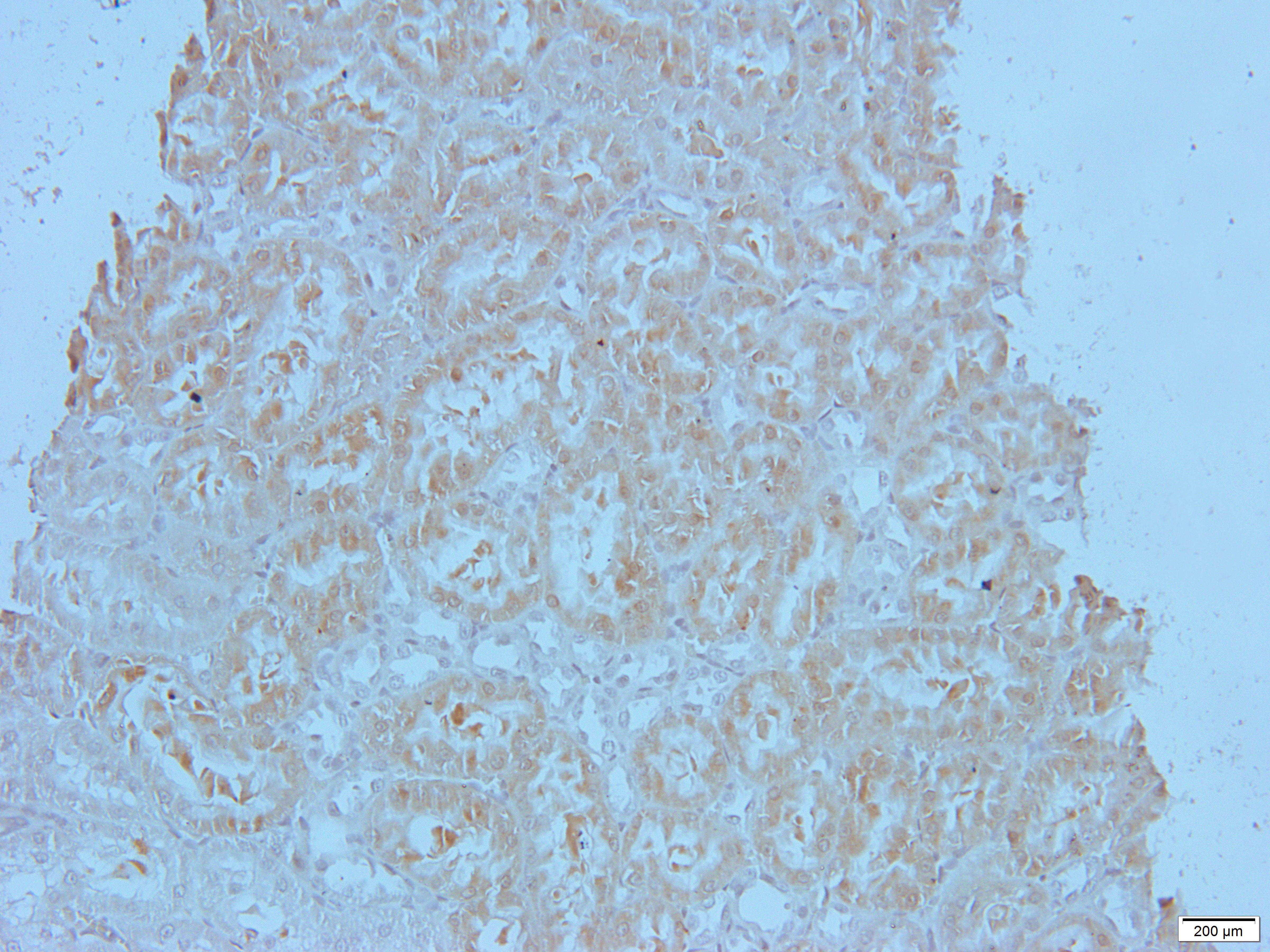 Lamin A/C Rabbit Polyclonal Antibody