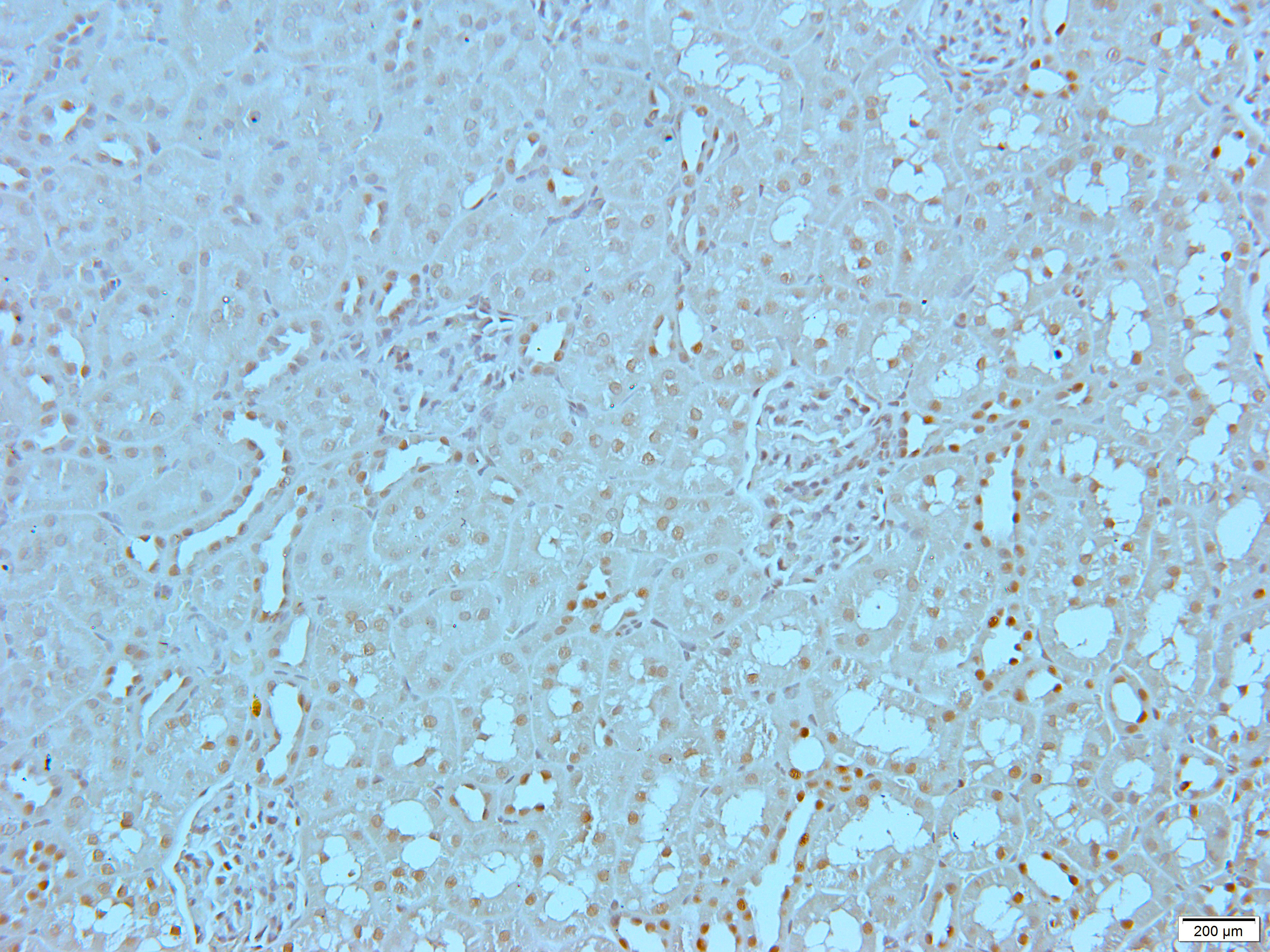 c-Myc Rabbit Polyclonal Antibody