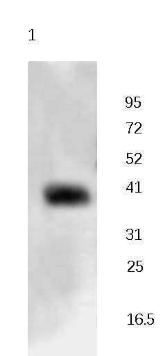 NFYA Rabbit Polyclonal Antibody