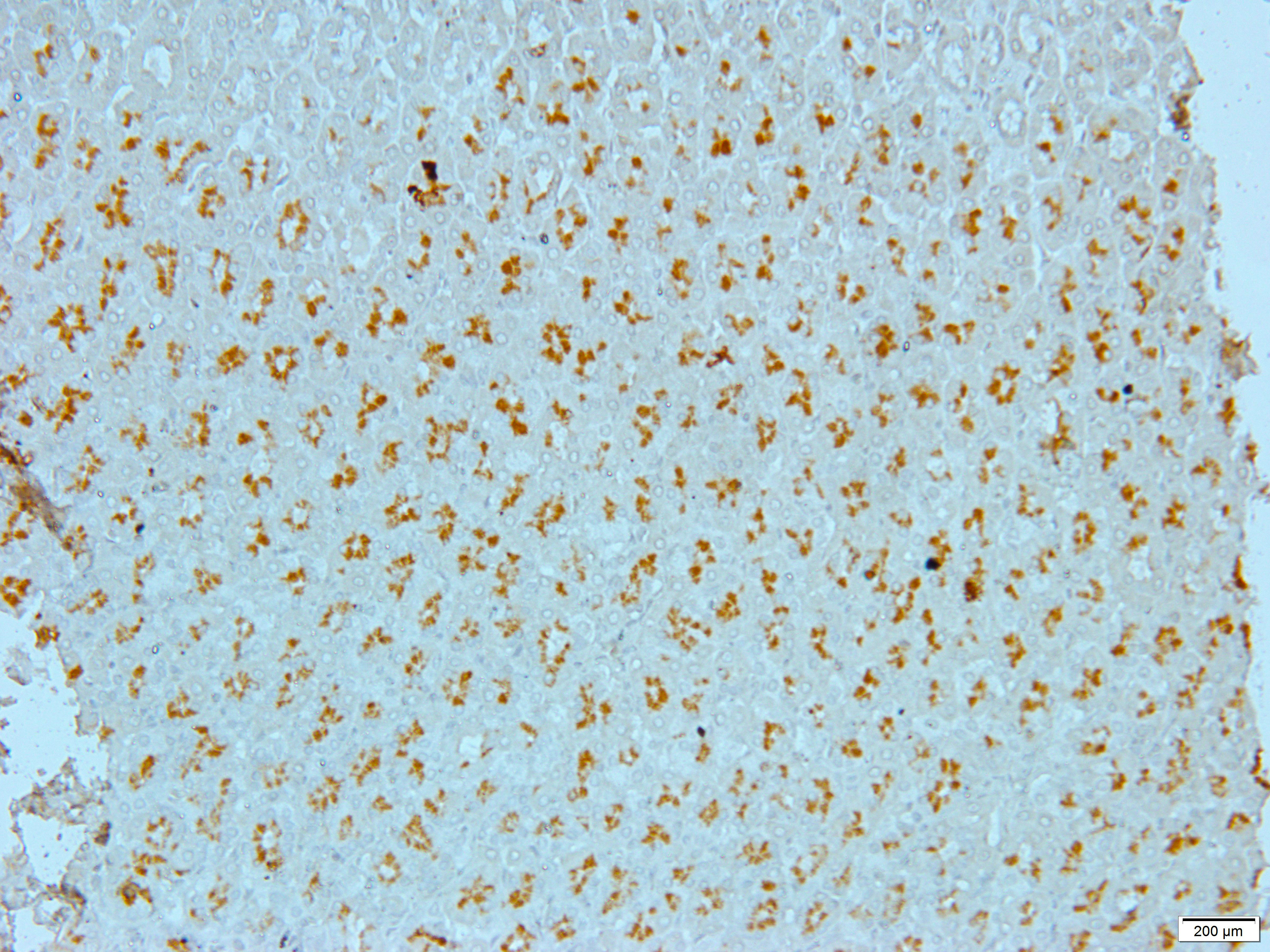 PCNA Rabbit Polyclonal Antibody