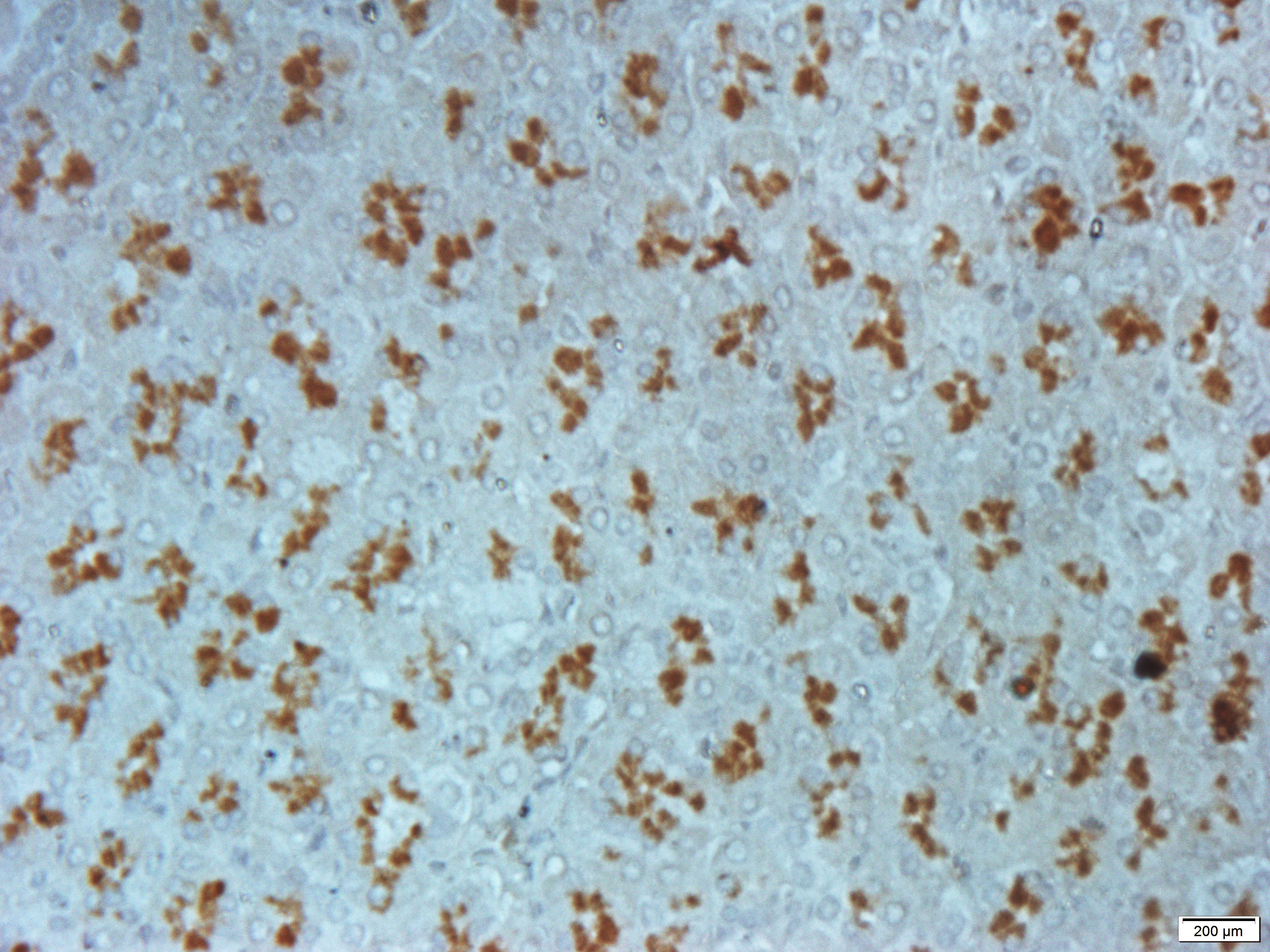 PCNA Rabbit Polyclonal Antibody