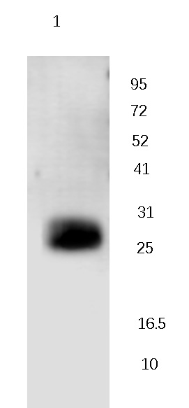 PCNA Rabbit Polyclonal Antibody