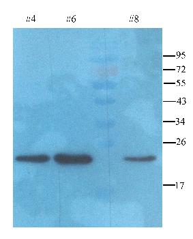 TRX Mouse Monoclonal Antibody