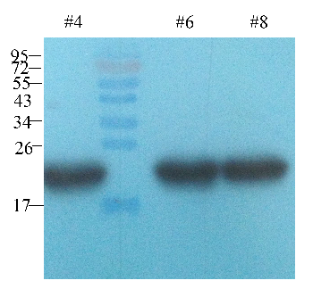 TRX Mouse Monoclonal Antibody