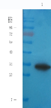 CD133 Mouse Monoclonal Antibody
