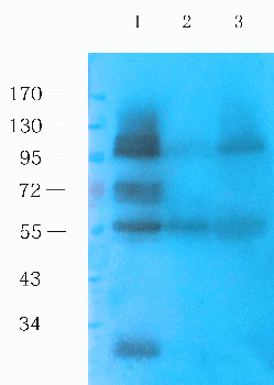CD133 Mouse Monoclonal Antibody