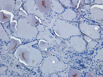 CD133 Mouse Monoclonal Antibody