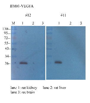 VEGF Mouse Monoclonal Antibody