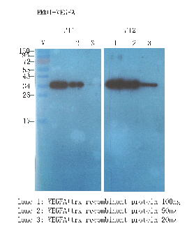 VEGF Mouse Monoclonal Antibody