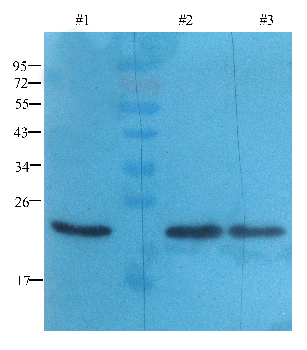 TRX Mouse Monoclonal Antibody