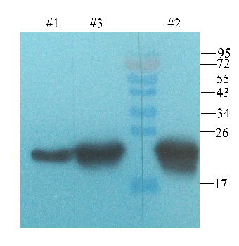 TRX Mouse Monoclonal Antibody