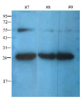 ORM1 Mouse Monoclonal Antibody