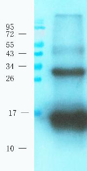 CST3 Mouse Monoclonal Antibody