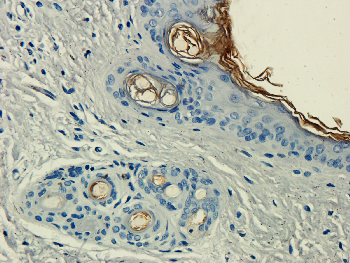 CST3 Mouse Monoclonal Antibody