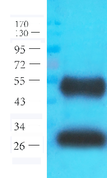 ICAM1 Mouse Monoclonal Antibody